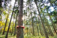 Ein Mensch umarmt einen Baum inmitten eines Waldes