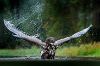 Ein Seeadler erhebt sich mit kraftvollem Flügelschlag aus dem Wasser